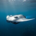 Integer и NautiGEN создадут ПО для подводных водородных дронов